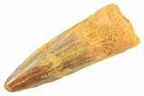 Fossil Spinosaurus Tooth - Real Dinosaur Tooth #297336-1